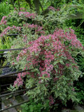 Weigela Praecox 