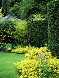 Beech Hedging with Bright Yellow Variegated Euonymus at Base