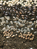 Seeds on Soil  Including Helianthus (Sunflower)  Tropaeolum (Nasturium) & Runner Bean