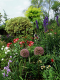 Border with Rosa (Roses)  Allium (Ornamental Onion) Shrubs  Delphinium  and Ilex (Standard Holly)