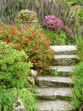 Stone Steps Leading to Middle Terrace  Geranium  Echium & Succulents  Isles of Scilly 