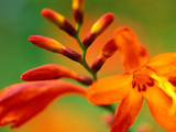 Crocosmia "Venus " Close-up of Orange/Red Flower Head