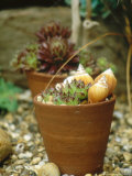 Sempervivum in Terracotta Pot with Shells