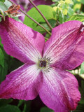 Clematis Veitchiana Venosa Violacea  Close-up of Pink Flower