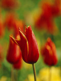 Tulip 
