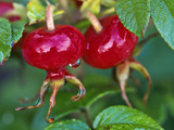 Rosa Rugosa Hips September