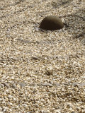 Natural Sculpture  Decorative Spiral Gravel Design with Ball in Centre