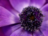 Anenome Coronaria (Crown Anemone) Extreme Close-up of Purple Flower