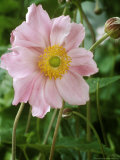 Anemone X Hybrida- Konigin Charlotte (Queen Charlotte)