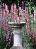 Stone Sundial with Mixed Consolida Ambigua Clinton Lodge  W Sussex