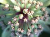 Astrantia Major  Close-up of Pink Flower Head Summer