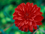 Dahlia "Murdoch" Close-up of Red Flower Head