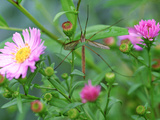 Crane Fly on Aster Flowers October