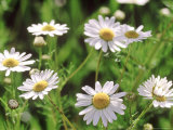 Scentless Mayweed