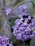 Still Life Outdoors Summer  Hydrangea in Old Metal Watering Can