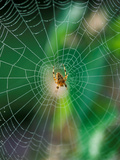 Spider in the Middle of Cobweb  September