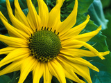 Helianthus Debilis Subsp Cucumerifolius (Stella) (Sun Flower)  Yellow Flower Head