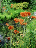 Orange Papaver (Poppy) Flowers in Combination with Carex Elata 