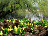 Bright Yellow Spathes of American Skunk Cabbage