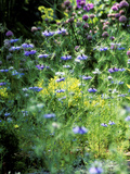 Nigella Damascena (Love in a Mist) Blue Flowers Growing in Border Summer