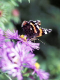 Butterfly on Aster Novae Angliae  September