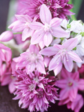 Bunch 0F Allium Scoenoprasum  Allium Unifoloium & Allium Oreophilum 
