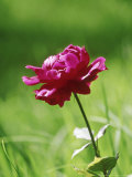 Rosa Close-up of Pink Flower Cotchabamba  Bolivia