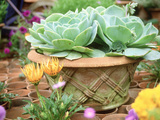 Echeveria in Pot Chelsea Flower Show 1997