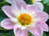Dahlia (Collerette) Teesbrooke Audrey  Close-up of Flower Head