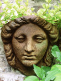 Container  Wall Mounted Head & Lysimachia Nummularia