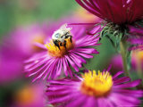 Bee on Aster Novae Angliae