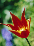 Tulipa "Queen of Sheba"