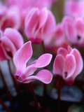 Mini Cyclamen  Close-up of Pink Flowers  November