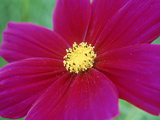 Cosmos Sulphureus Dazzler (Cosmos)  Close-up of Pink Flower