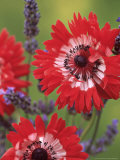 Anemone Coronaria the Governor (Crown Anemone)