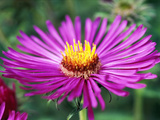 Aster Novae Angliae "Lou Williams " Pink Flower Head  September