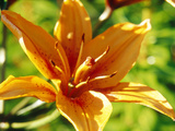 Lilium "Fire King" Close-up of Orange Flower Sweden