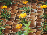 Gazania in Pots with Empty Pot Design  Whichford Pottery Chelsea Flower Show 1997
