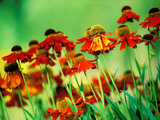 Colourful Organic Garden Nursery  Specialising in Hemerocallis