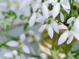 Snowdrops (Galanthus) in Glass Vase and Laid on Wooden Table Outdoors