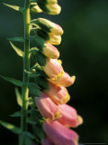 Digitalis Purpurea (Foxglove)