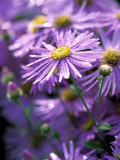 Aster Frikartii "Monch" Close-up of Purple Flowers with Due