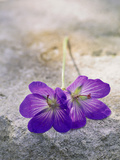 Geranium "Johnson's Blue " Cut Flowers on Stone
