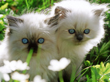 Two White Persian Kittens  Sweden