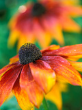 Rudbeckia "Gloriosa Daisies " Close-up of Flower Head