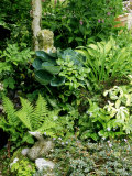 Foliage Plants in Many Shades of Green