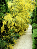 Bright Yellow Flowering Spiny Shrub Genista Syn Chamaespartium (Broom)  Oxfordshire Garden