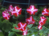 Impatiens Walleriana "Mega Orange Star" F1 Hybrid Walleriana
