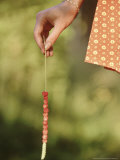 Girl Harvesting Wild Strawberry Fruit Threaded onto Grass Stem to Prevent Bruising  Sweden