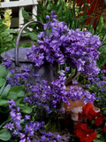 Bluebells